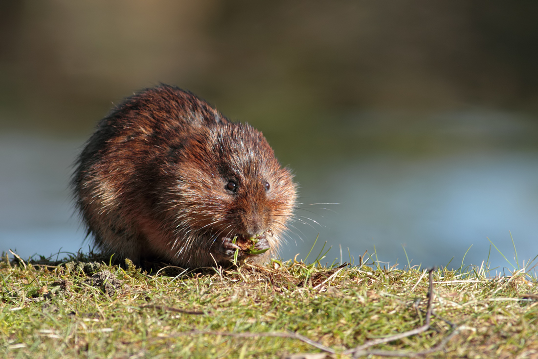 Water Vole 2